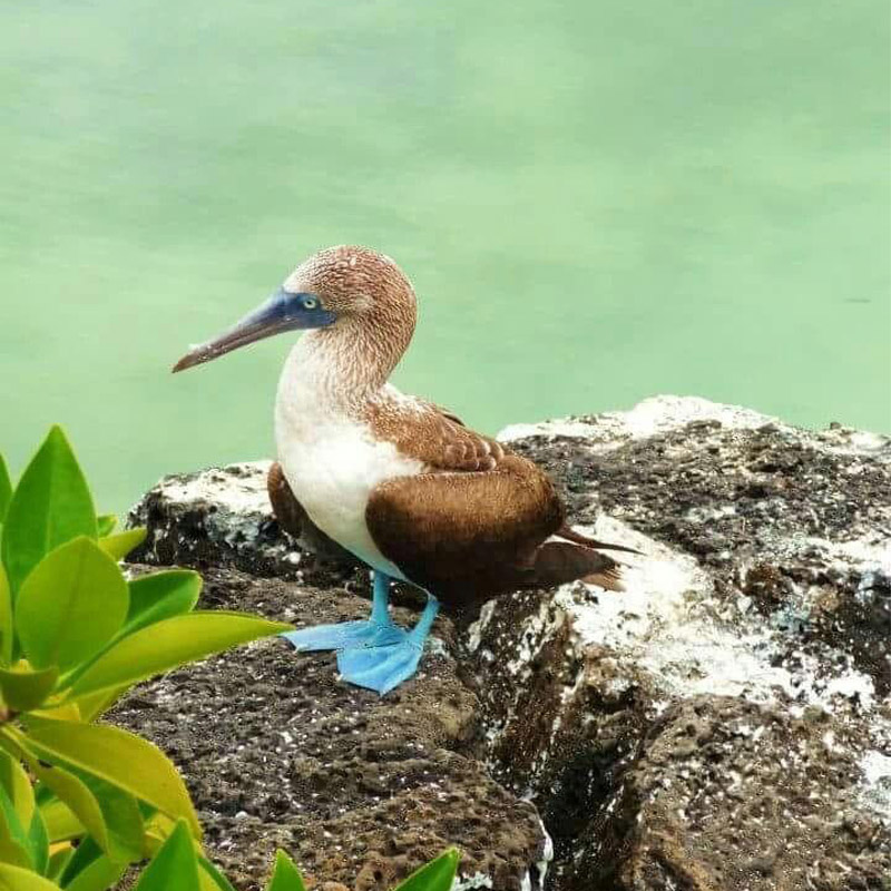 Nuevas aventuras en la hermosa Isla de Salango 2025 hostal humpback internacional huesped isla salango1