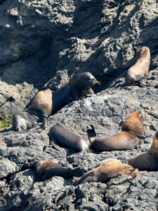 Nuevas aventuras en la hermosa Isla de Salango 2025 hostal humpback internacional huesped isla salango11