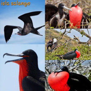 Nuevas aventuras en la hermosa Isla de Salango 2025 hostal humpback internacional huesped isla salango12