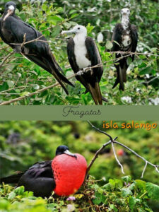 Nuevas aventuras en la hermosa Isla de Salango 2025 hostal humpback internacional huesped isla salango4