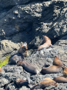 Nuevas aventuras en la hermosa Isla de Salango 2025 hostal humpback internacional huesped isla salango7